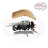 Dose Larve di Mosca (Calliphora erythrocephala)
